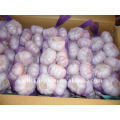 Sell 2011 Fresh Garlic